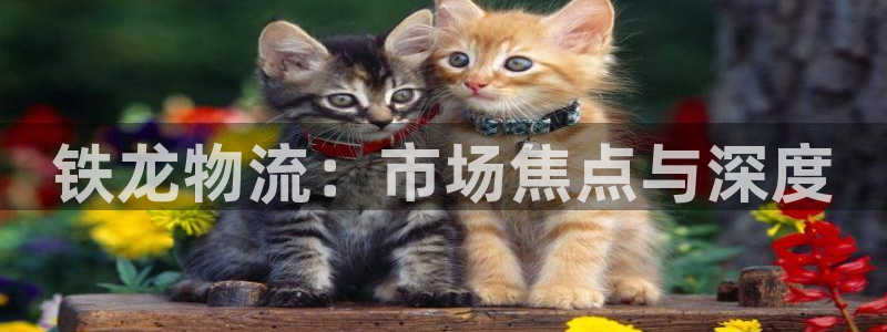 28圈技巧：铁龙物流：市场焦点与深度