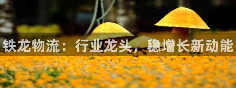28圈注册网站多少：铁龙物流：行业龙